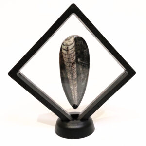 Lebegő Orthoceras nagy 02