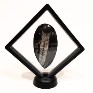 Lebegő Orthoceras nagy 03