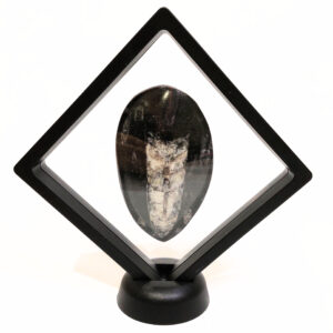 Lebegő Orthoceras nagy 04