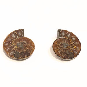 Ammonitesz Madagaszkár félbevágott 01