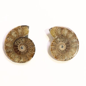 Ammonitesz Madagaszkár félbevágott 02