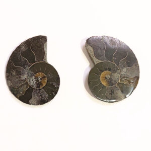 Ammonitesz Madagaszkár félbevágott 03